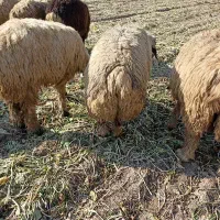 میش بره دار