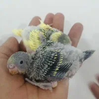 سرلاکی مرغ عشق