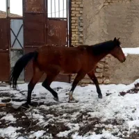 مادیان ۵دانگ و کره مادیان چهار قلم سفید