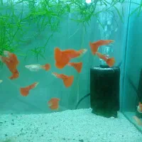 ماهی گوپی انجل اسکار|ماهی|تویسرکان, |دیوار