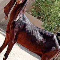 مری ابست دوقلوزا