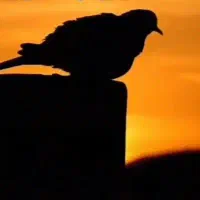پرنده پیدا شده