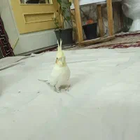 عروس هلندی ماده