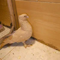 کبوتر موشی زرد