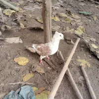 کبوتر پرشی|پرنده|لاهیجان, گلستان|دیوار