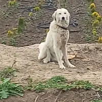 سگ الابا|سگ|خان ببین, |دیوار