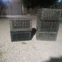 سبد بزرگ ربی