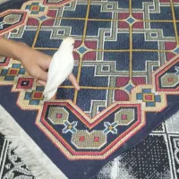 کوتوله برزیلی