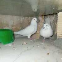 کبوتر تهرونی