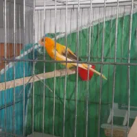 قناری مست معاوضه با قناری تک رنگ|پرنده|ازنا, |دیوار