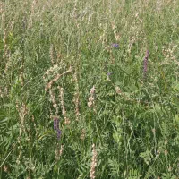 علف و یونجه علفی خرد شده درجه یک