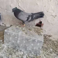 نرماده سبرملقی کلاهی استوره|پرنده|بم, |دیوار