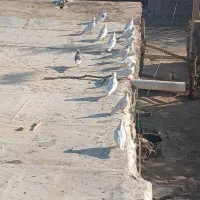 فروش کبوتر
