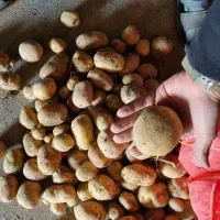 انواع رقم سیب زمینی بذری|خدمات باغبانی و درختکاری|بهار, |دیوار