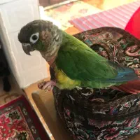 طوطی گم شده