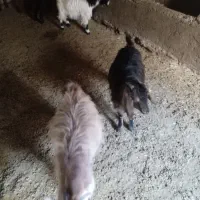 بزغاله شیرمست و گوشتی فروشی