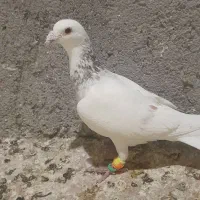 سار اوقون