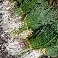 انشک ترجک و تازه