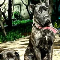 سگ کنکورسو ماده