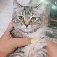 واگذاری دو بچه گربه میکس پرشین و بریتیش رنگ سیلور|گربه|ارومیه, |دیوار