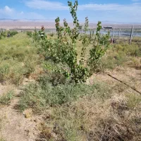 فروش باغ زیبا و آینده دار|فروش زمین و ملک کلنگی|زنجانرود, |دیوار