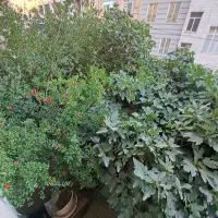 ۹۵ متر زمین کلنگی/دربستی در۳ طبقه به قیمت رسیده