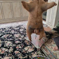 باسلام یک عدد هیزه