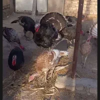 بقلمو جوان|حیوانات مزرعه|دشتابی, |دیوار