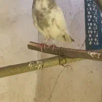 کبوتر|پرنده|زنجان, |دیوار