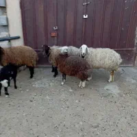 میش