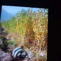 نهال سنوبریک سال