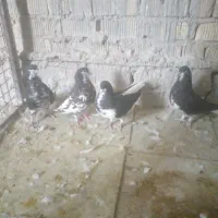کبوتر چهارتا ماده شهری گلدار