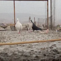 ۳کفتر بیرون شهری