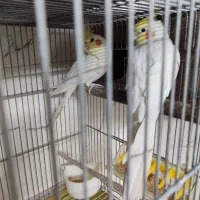 جفت عروس هلندی دم تخم اماده