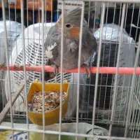 عروس هلندی|پرنده|مشهد, چهارچشمه|دیوار