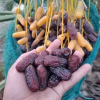 خرما پیارم درجه یک|خوردنی و آشامیدنی|جهرم, |دیوار