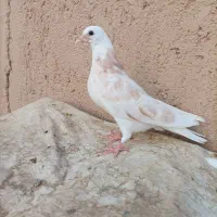 کبوتر