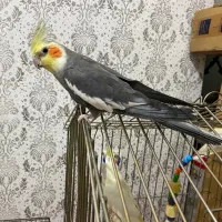 عروس هلندی مولد|پرنده|شهریار, شهریار|دیوار