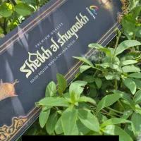 عود شیک وخاص
