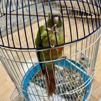 پرنده گرینچیک|پرنده|رشت, دیلمان|دیوار