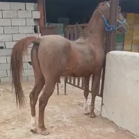 نریان کرد درجه یک بسیار سر و دمگیر