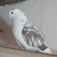 کبوتر پرشی