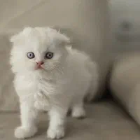 فروشگاه گربه های اصیل (پرشین بریتیش اسکاتیش)|گربه|شیراز, دروازه اصفهان|دیوار