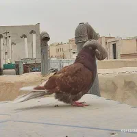 کبوتر سرخ کاشونی|پرنده|شاهین‌شهر, خانه کارگر|دیوار