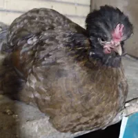 خروس و مرغ گلین