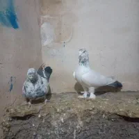 ۸کفتر|پرنده|ماکو, |دیوار