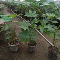 الاریا سطل ۳ تعداد بالا