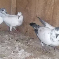 سه تا سیابال