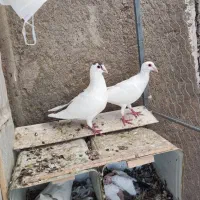 جفت دمدار|پرنده|راور, |دیوار