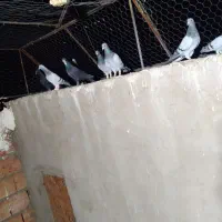 کفتر